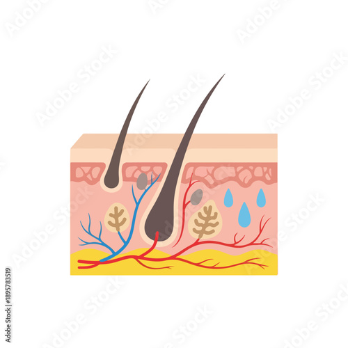 Illustration of a cross-section of human skin with two hairs and sweat drops, showing the structure of the skin and hair follicles in a cartoon style.