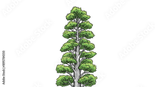 Tall green evergreen tree with dense foliage and a thick trunk depicted in a colorful hand-drawn architectural sketch style on white background.