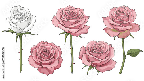 Collection of six beautiful pink and white roses in various blooming stages featuring detailed petals and green stems with thorns on white.