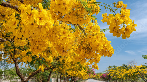 A tree with vibrant yellow flowers and green leaves stands on a sunny day