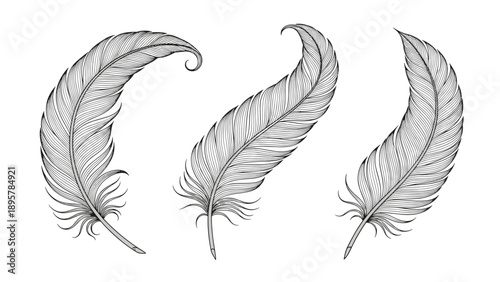 Three gracefully curved bird feathers with fine textures displayed in a classic black and white vintage engraving style on a white background.