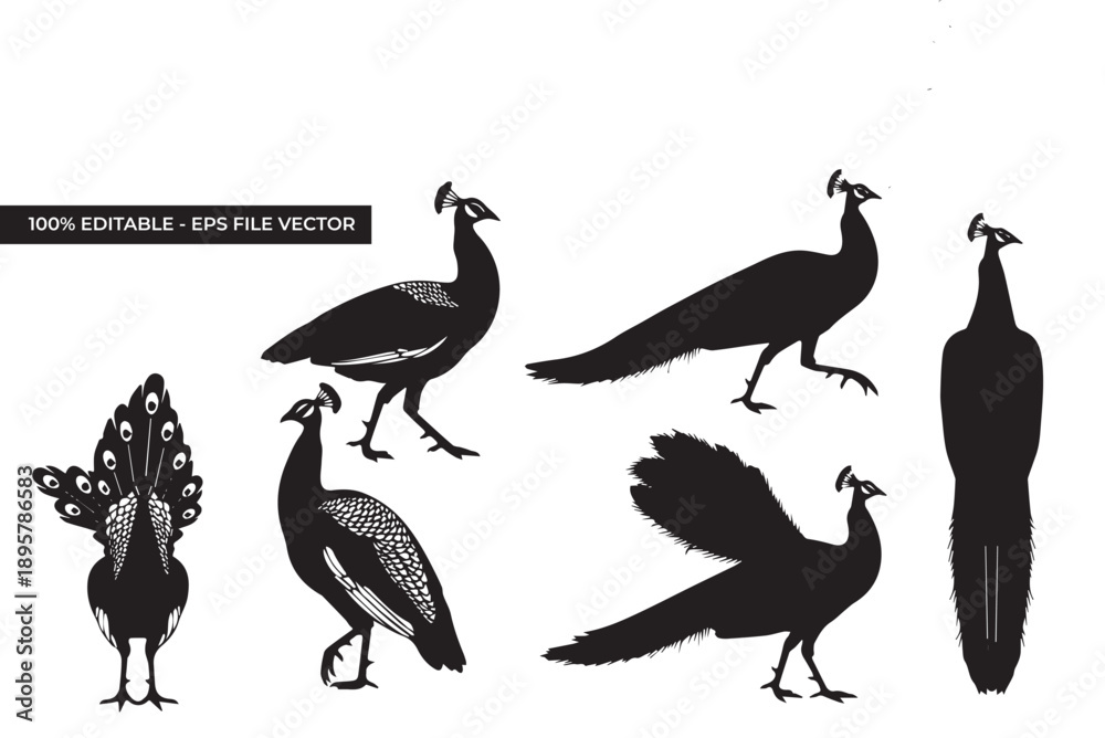 Fototapeta premium Various peacock illustrations showcasing different poses and views in a clean vector format