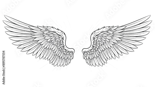 Wide pair of detailed bird or angel wings in an open flying position rendered in a fine black and white line art sketch style.