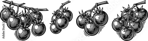 Vintage tomato branches detailed black and white illustration of ripe tomatoes on vine clusters with leaves