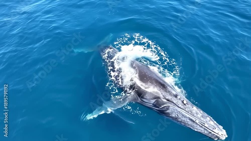 Wallpaper Mural Majestic Humpback Whale Breaching Surface in Azure Ocean Waters Torontodigital.ca