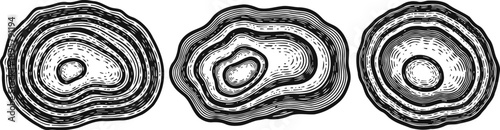 three hand drawn oyster shell illustrations vintage seafood shells with textured lines, cross section views, marine ocean mollusks