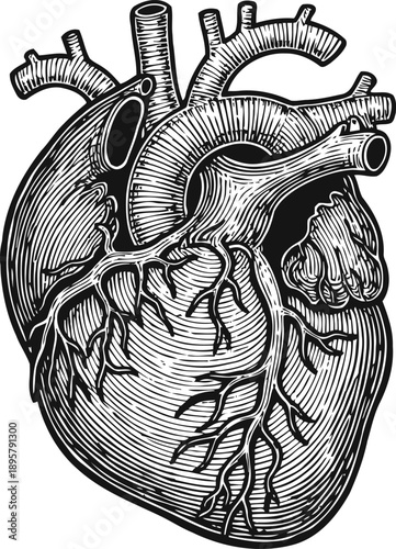 Detailed anatomical illustration of the human heart with arteries and veins in black and white