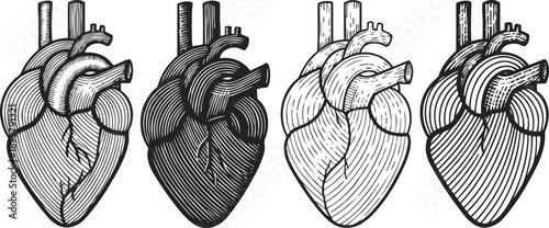 Detailed vintage anatomical heart illustrations in black and white line art styles with four variations