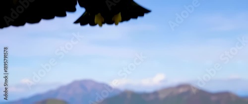 Wallpaper Mural Majestic Golden Eagle Soaring, Mountain Majesty Torontodigital.ca