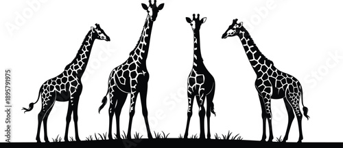 Giraffe silhouettes set in standing poses, tall African wildlife animals with patterned bodies, black minimal flat vector illustration isolated
