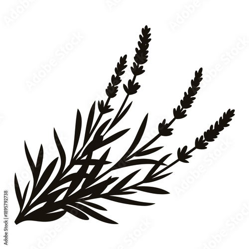 A delicate illustration of lavender sprigs on a white background