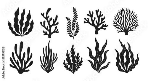 Diverse set of black seaweed and coral silhouettes arranged in two rows, illustrating the variety of marine life found on the ocean floor.