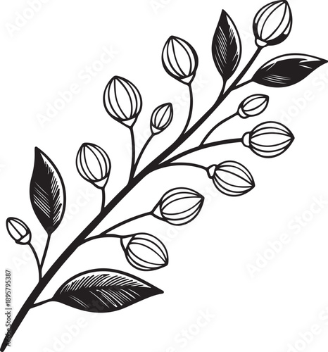 Delicate botanical line art illustration of a branch with numerous unopened flower buds and a few leaves, perfect for elegant design elements.