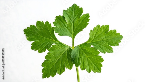 Wallpaper Mural Five-lobed, vibrant green, symmetrical parsley sprig isolated on a clean, bright white background Torontodigital.ca
