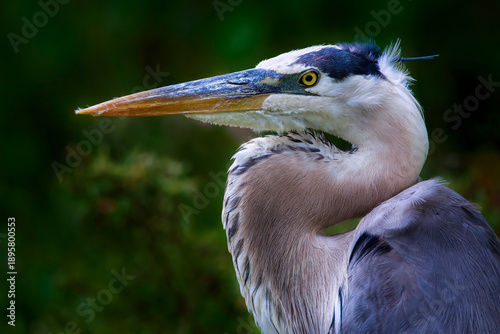 Canvastavla Great Blue Heron Portrait with Natural Green Background