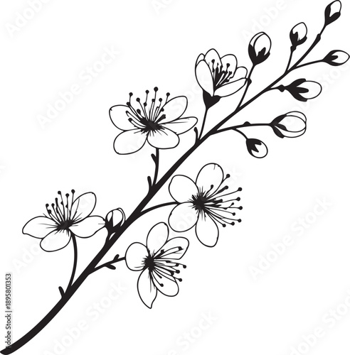 Hand-drawn black and white sketch of a graceful branch adorned with blooming flowers and unopened buds, perfect for subtle elegance.