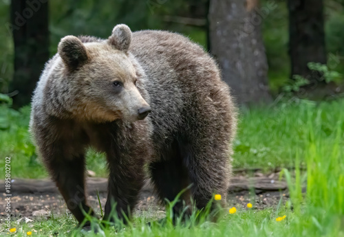 Wallpaper Mural Brown Bear close up portrait in the nature Torontodigital.ca