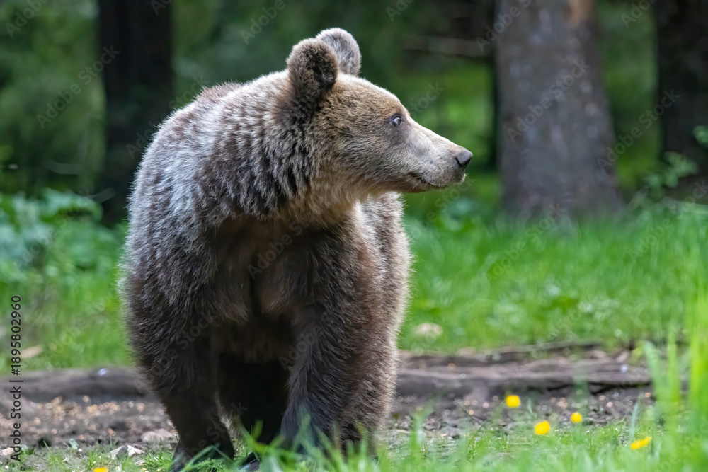 Fototapeta premium Brown Bear close up portrait in the nature