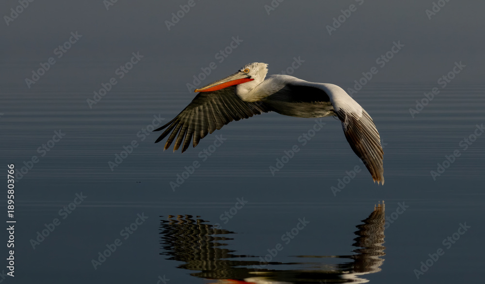 Obraz premium Dalmatian Pelican of Kerkini Lake