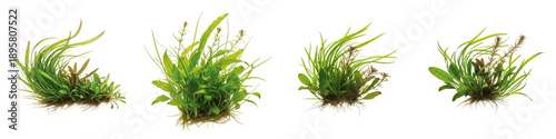 Photos Set of fresh green grass tufts and wild plants isolated on white background, org