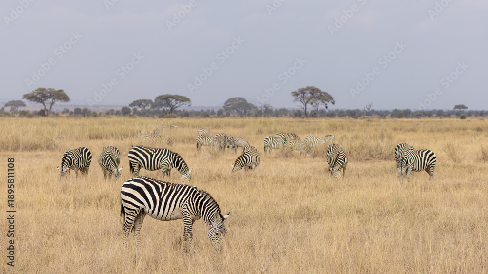 Obraz premium Iconic shot of Zebra herd in Amboseli National Park in Kenya Africa KEN