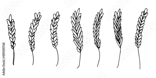 Set of hand drawn cereal wheat oat rye barley rice ears spikelet clipart Organic wheat bread agriculture farming harvest healthy food Single element for design print packaging label decor