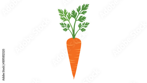 Fresh orange carrot with vibrant green leafy tops shown in a detailed illustration against a plain white background.