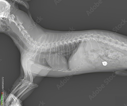 Lateral X-ray of canine torso revealing skeletal structure and internal organs with visible bell metal  in abdomen area