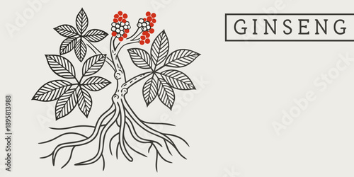 Illustration of ginseng plant with detailed leaves roots and red berries