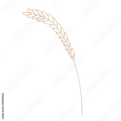 Hand drawn cereal wheat oat rye barley rice ears spikelet clipart Organic wheat bread agriculture farming harvest healthy food Single element for print packaging label design decor