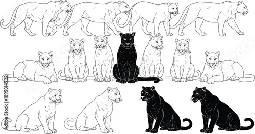 Big cat and black panther pose set showing cougar and puma line art isolated on white background vector illustration collection