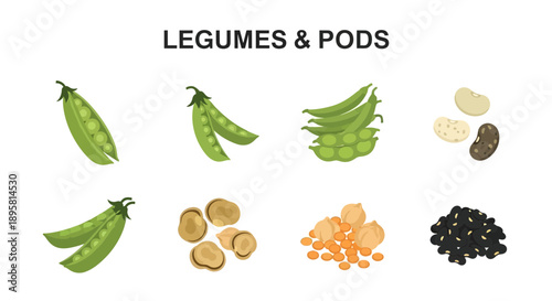 Illustration showing various legumes and pods including peas edamame fava beans chickpeas lentils and dried beans