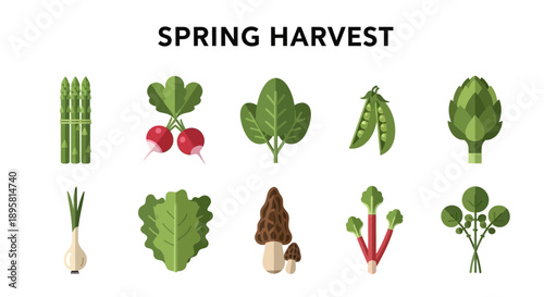Vector illustration displaying ten different green and red spring harvest vegetables and mushrooms