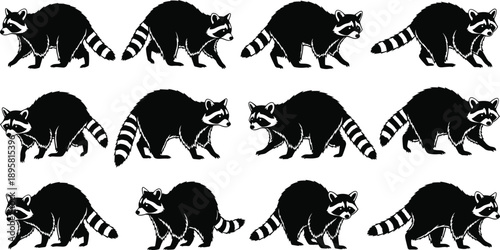 Raccoon silhouette collection showing multiple walking poses, detailed black wildlife animal vector illustration set isolated on white background
