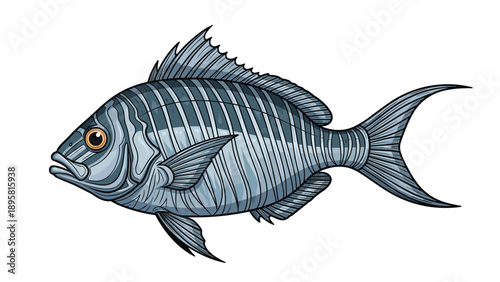 Detailed illustration of a sea bream fish with realistic scales and fins is perfect for seafood and nature themes.