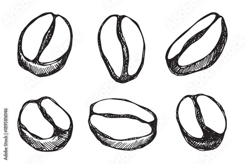 Set of hand drawn fresh roasted coffee bean Arabica robusta seed doodle Single element for design print packaging label decor