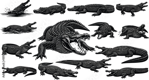 Vintage black and white crocodile and alligator engraving set with multiple aggressive poses, detailed reptile wildlife illustration isolated on white background