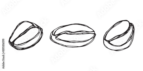 Set of hand drawn fresh roasted coffee bean Arabica robusta seed doodle Single element for design print packaging label decor