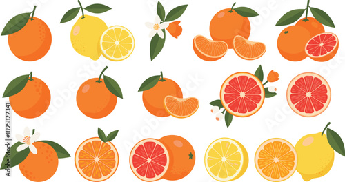Citrus Fruit Illustration Set with Orange Lemon and Grapefruit Whole and Slices Isolated on White Background