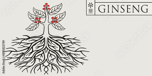 Detailed illustration of a ginseng plant with visible roots and red berries