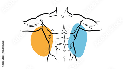 Anatomical sketch of male torso with highlight areas on sides of abdomen to show muscle groups, pain points, or medical focus zones.