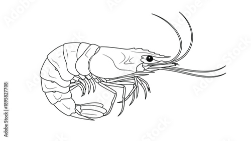 Black and white line art illustration of shrimp showcasing detailed anatomical features like antennae and segmented shell on white background.