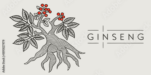 Illustration of a ginseng root with red berries and accompanying text