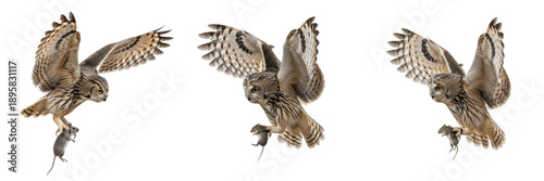 Canvas Print : Great grey owl flying with mouse prey isolated on white background, nocturnal