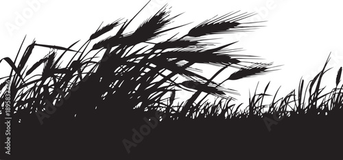 Silhouette of grass and plants against white background landscape