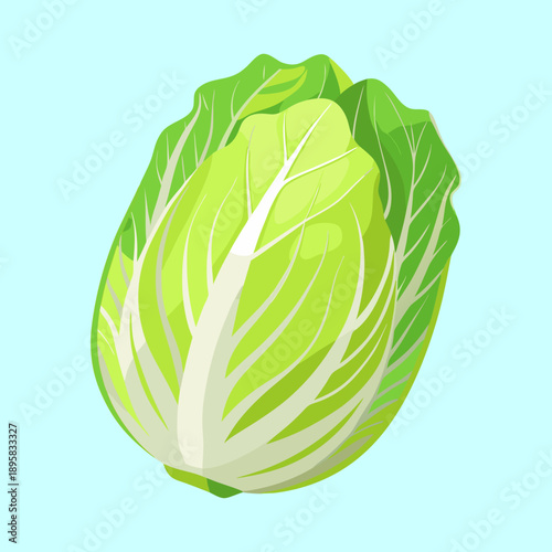 Fresh and Crisp Illustration of a Head of Napa Cabbage or Bok Choy