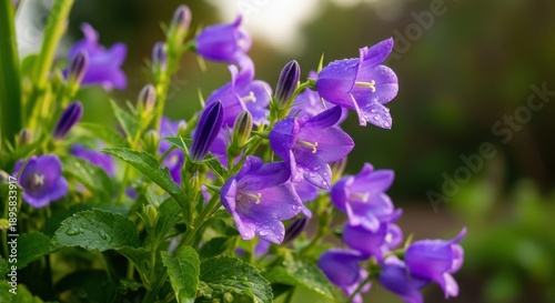 Blooming Campanula - A Close-Up of Purple Bellflowers in Sunlight.