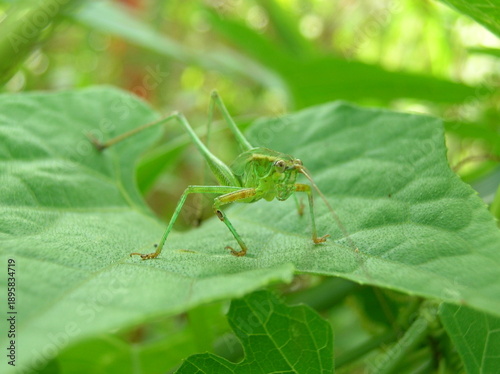 Foto Green Katydid or Long-horned Grasshopper on leaf