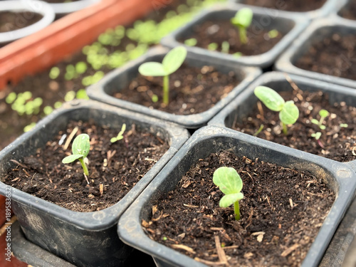 Young cucumber seedlings in black plastic pots, growing vegetables from seeds in a greenhouse or at home, spring gardening work.
