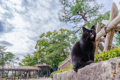 町猫（名古屋市中村区　中村公園）